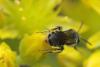 Andrena sp.